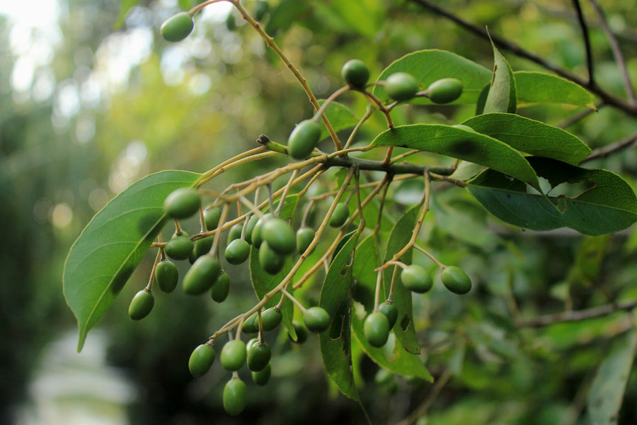 CATATAN KECIL: Buah hutan unik yang tidak diketahui banyak orang jika