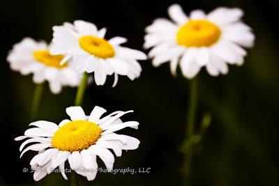 Flower Plant Photography by Dakota Visions Photography LLC www.dakotavisions.com daisies