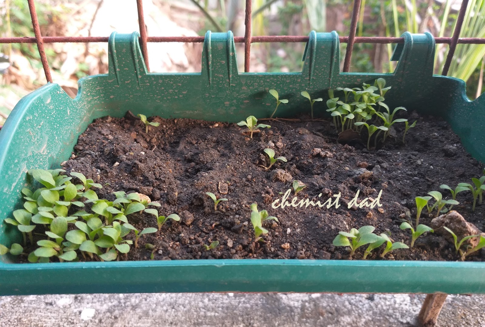 Urban Gardening How to Grow Lettuce from Stalk
