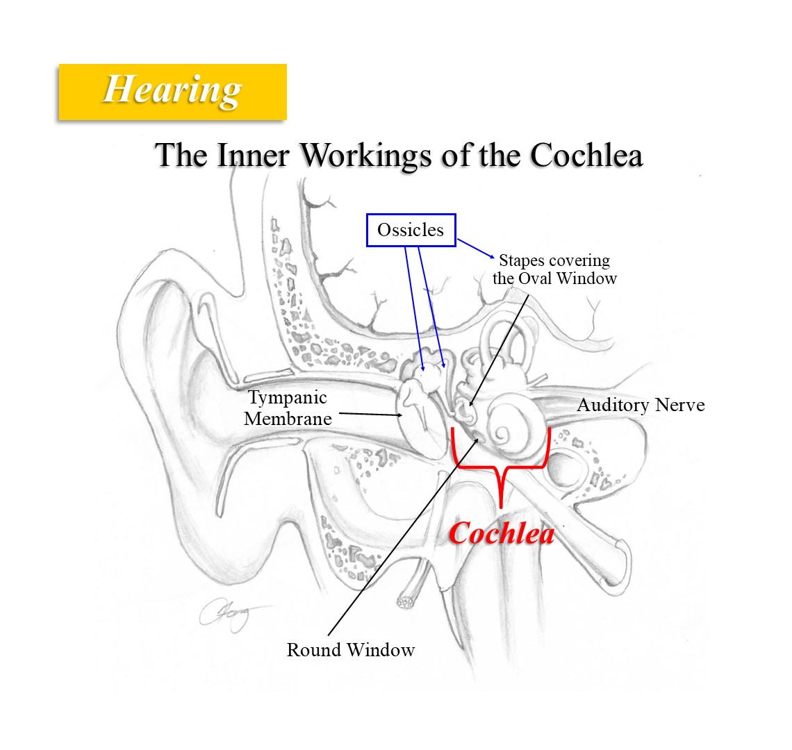Hearing and The Inner Workings of the Cochlea