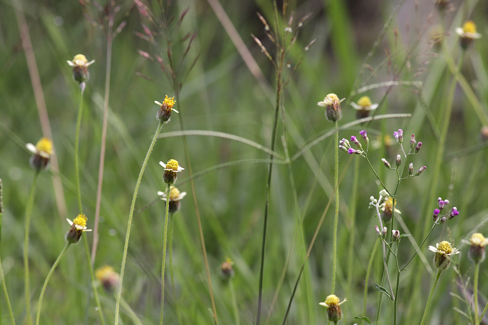Birds and Nature Photography @ Raub: Grass Flowers - Bunga ...
