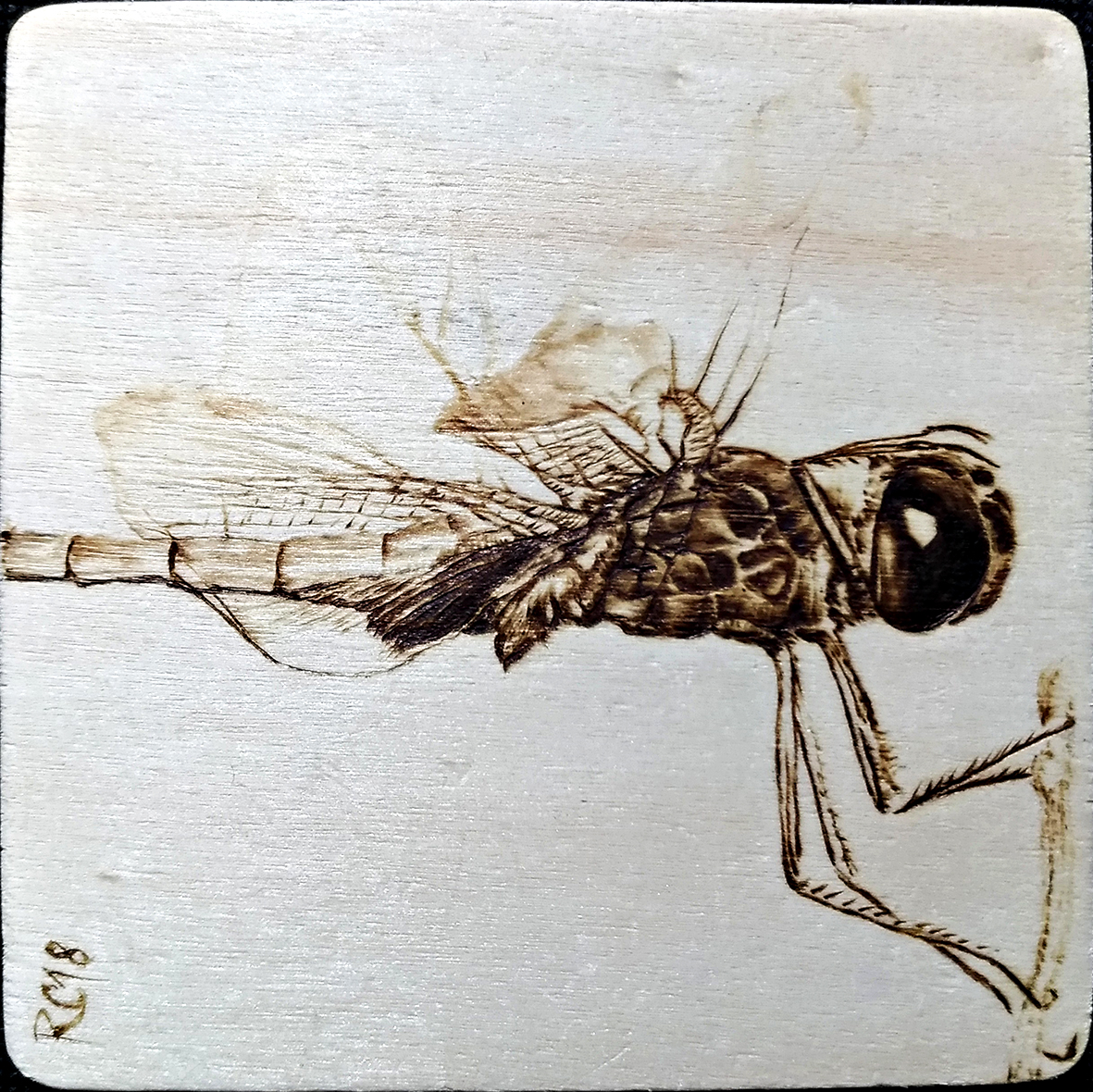 Richy Pyrography: #worldpyromonth - Day10 - Insects