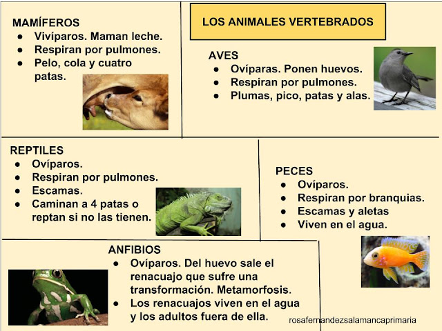 Resultado de imagen de clasificacion de los animales vertebrados edelvives