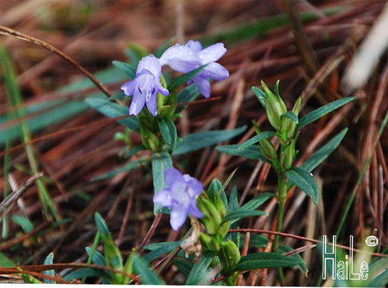 Strobilanthes hypomallus 