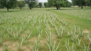 Plantation of Aloe Vera at our Farms