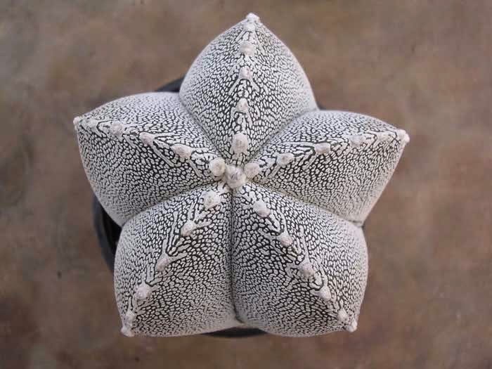Astrophytum (40) Как красят иголки у кактусов
