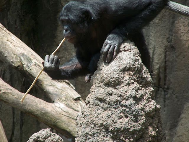 San Diego Hayvanat Bahçesi'nde "avlanan" bir Bonobo.