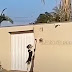 Vídeo: cachorro toca a campainha para entrar em casa e viraliza
