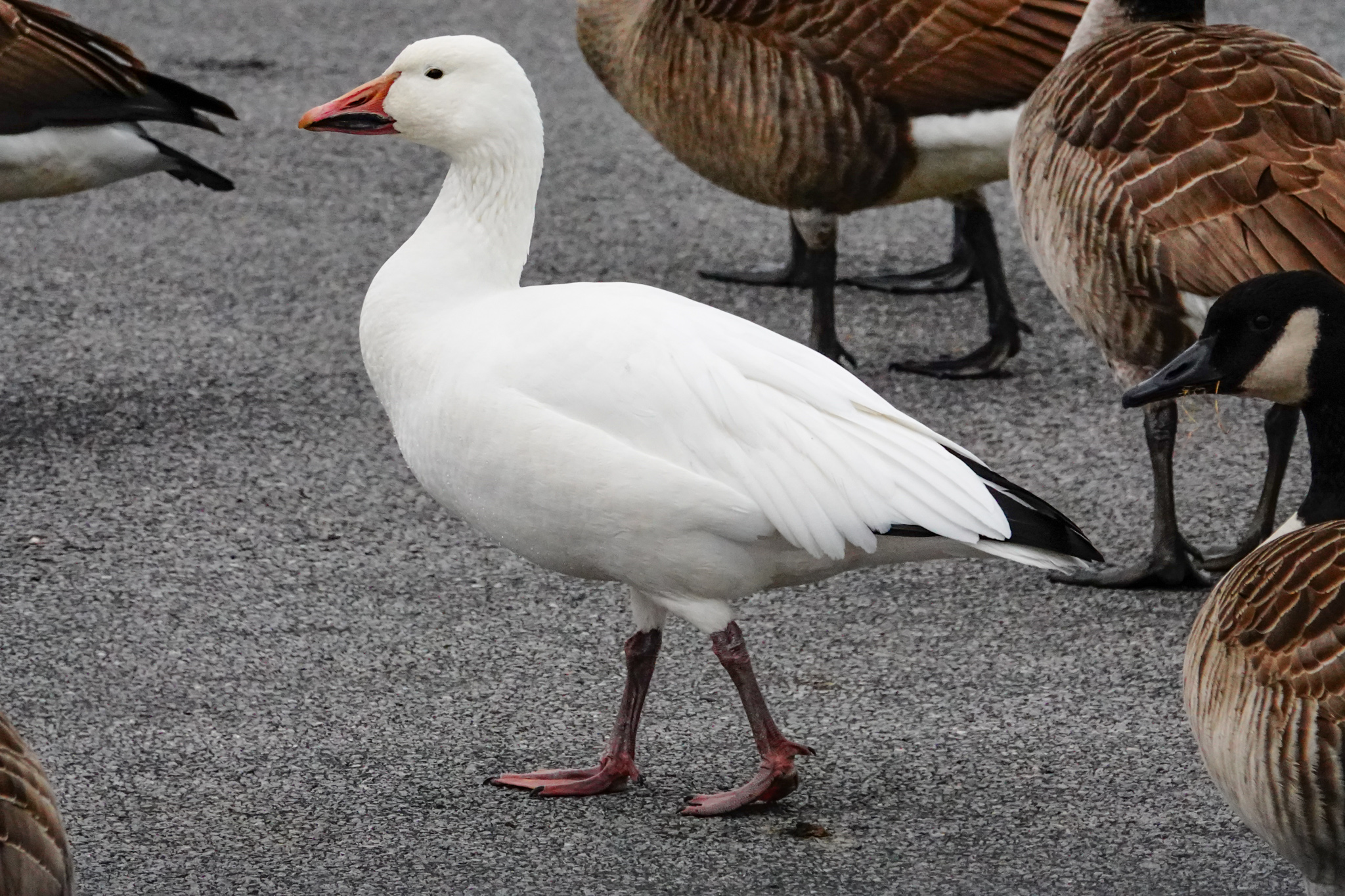 snow goose sounds snow goose sounds