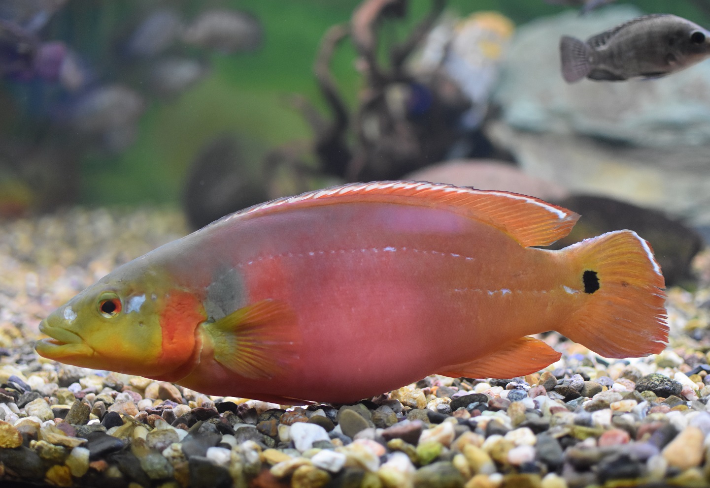 ZOOTOGRAFIANDO (6.100 ANIMALS): MATAGUARO ROJO / ATABO RED PIKE CICHLID