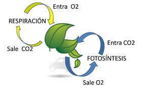 fotosíntesis