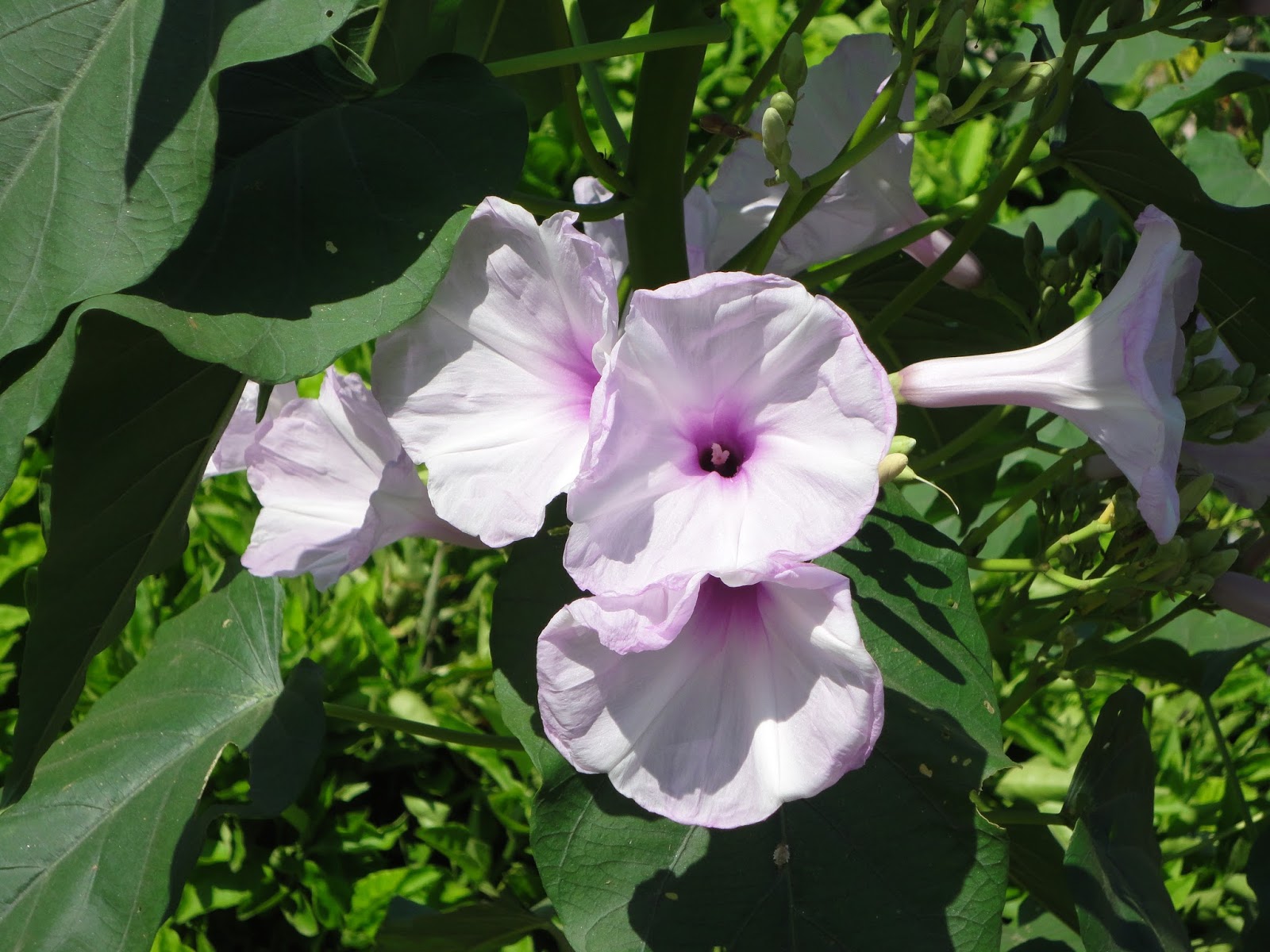 Molly The Airedale Morning Glory