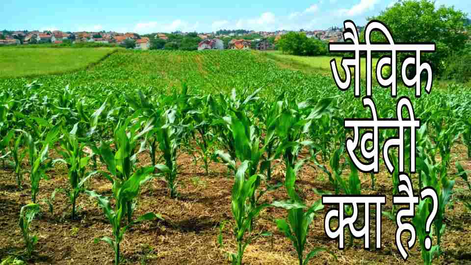 What Is The Meaning Of Organic Farming In Hindi What Is The Meaning Of Organic Farming In Hindi