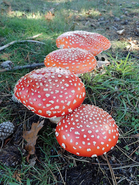 Toxic mushrooms round, fat mushrooms. the caps are red, with white spots