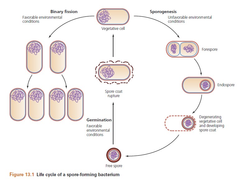 Suyatno Rindang Farmasis James G. Cappuccino