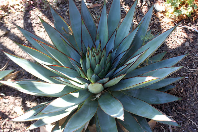 Agave "Blue Glow"