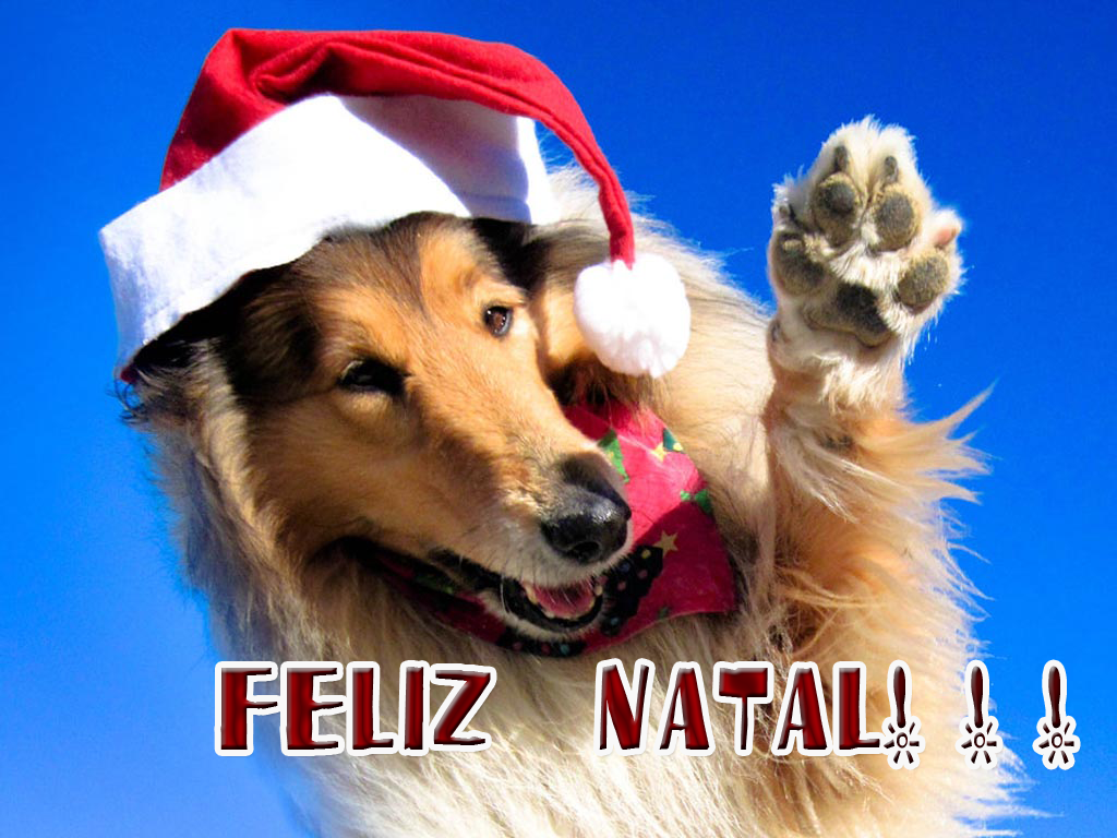 2010 год собаки