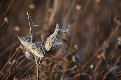 Milkweed