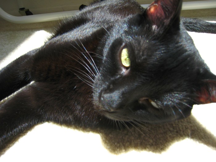 Sleeping Turtle 眠る海亀 お猫様h ごろんごろんする猫と戯れる