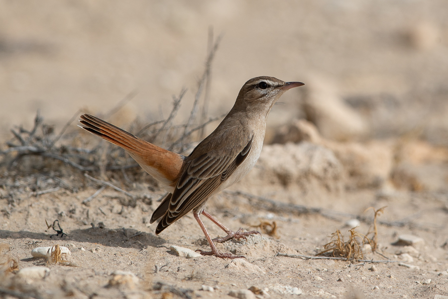 Birds of Saudi Arabia: Rufous-tailed Scrub Robin – Jubail