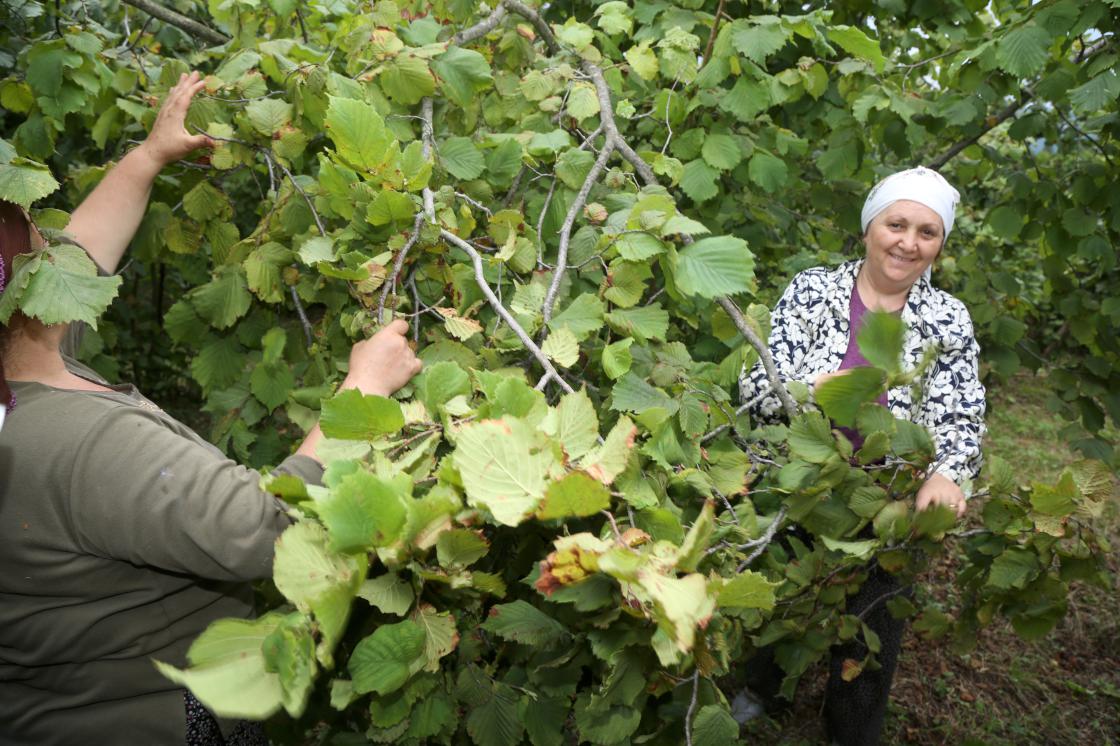 Fındık Dünyası: 2019