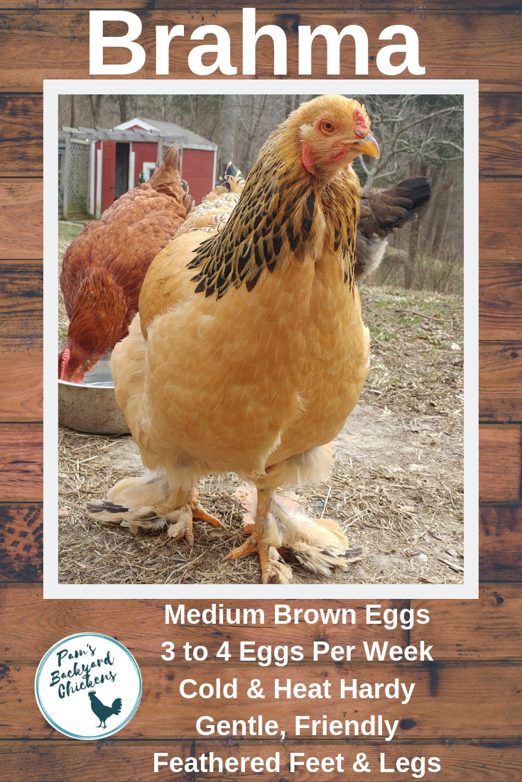 Pam's Backyard Chickens Brahma Chicken Breed Spotlight