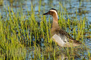 Wildlifefotografie Knäkente