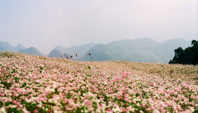 7 unforgettable travel experiences in Ha Giang Province 7 unforgettable travel experiences in Ha Giang Province