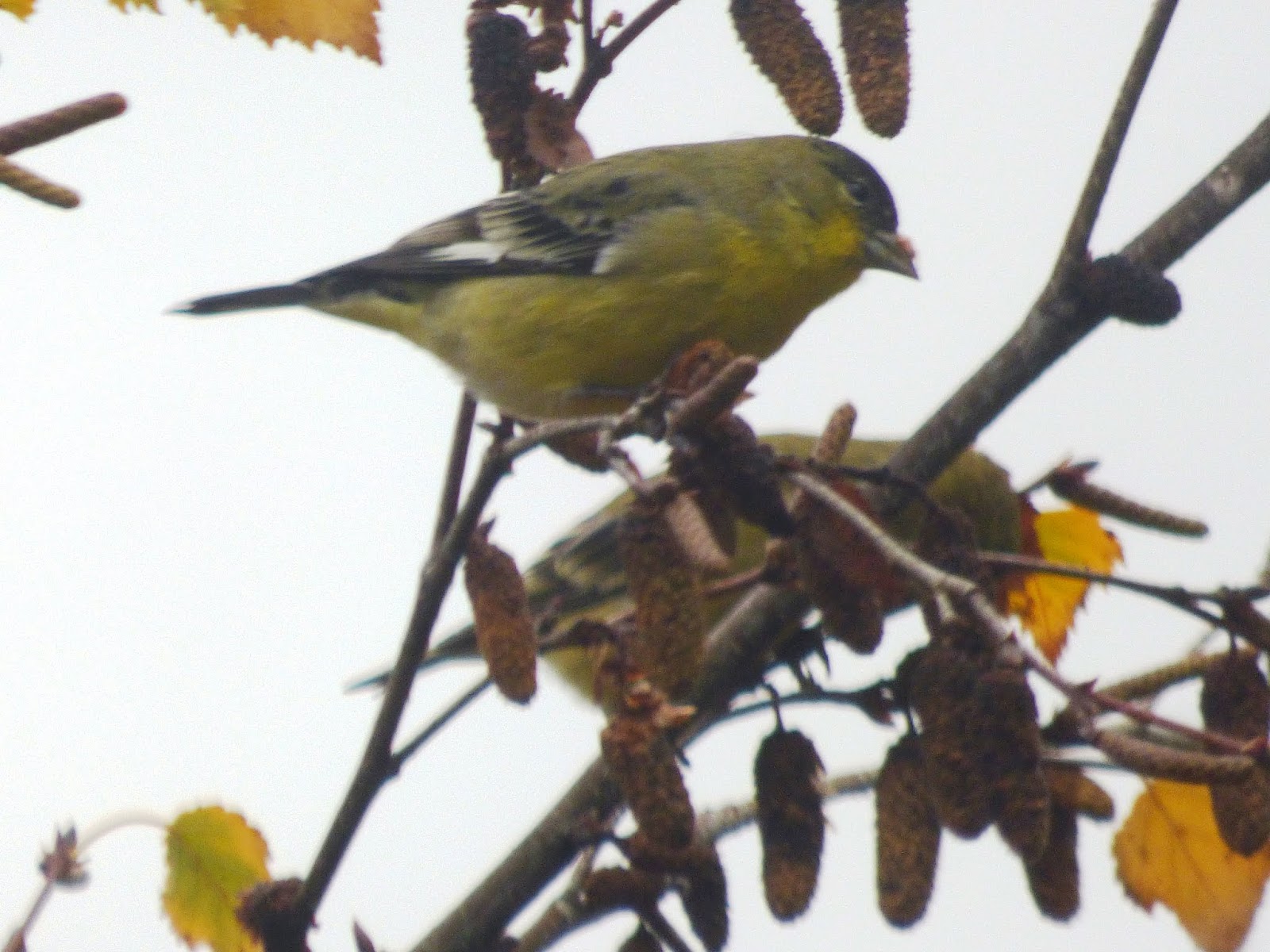 Birds: Lesser Goldfinches