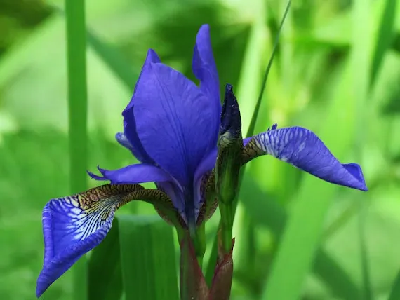 Kosaciec syberyjski, kosacz (Iris sibirica)