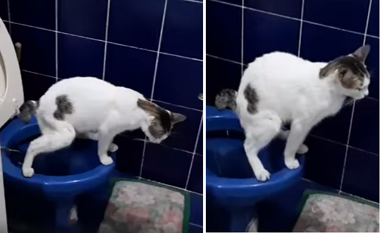 Laking Gulat Ng Isang Netizens Matapos Makita Ang Kanilang Pusa Na