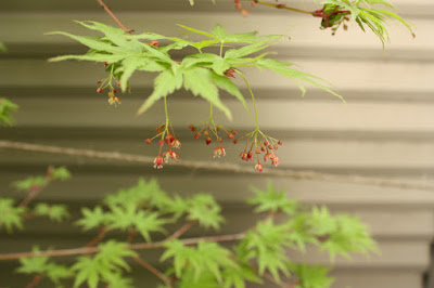 カエデの花