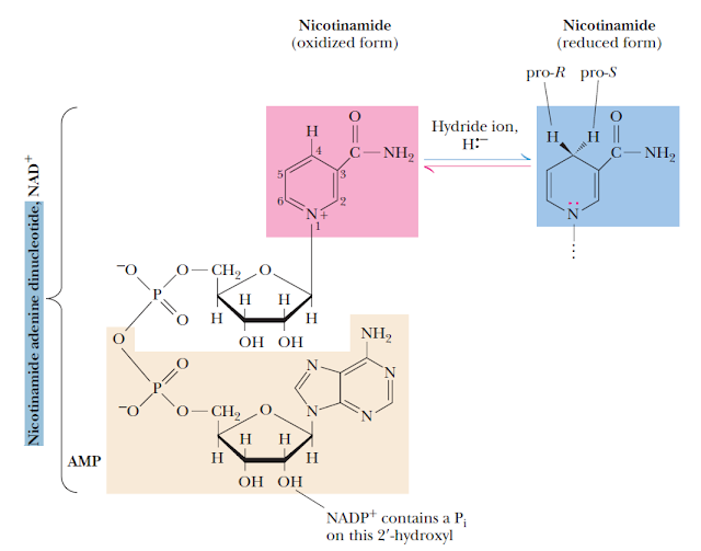 Nicotinamide Adenine Dinucleotide