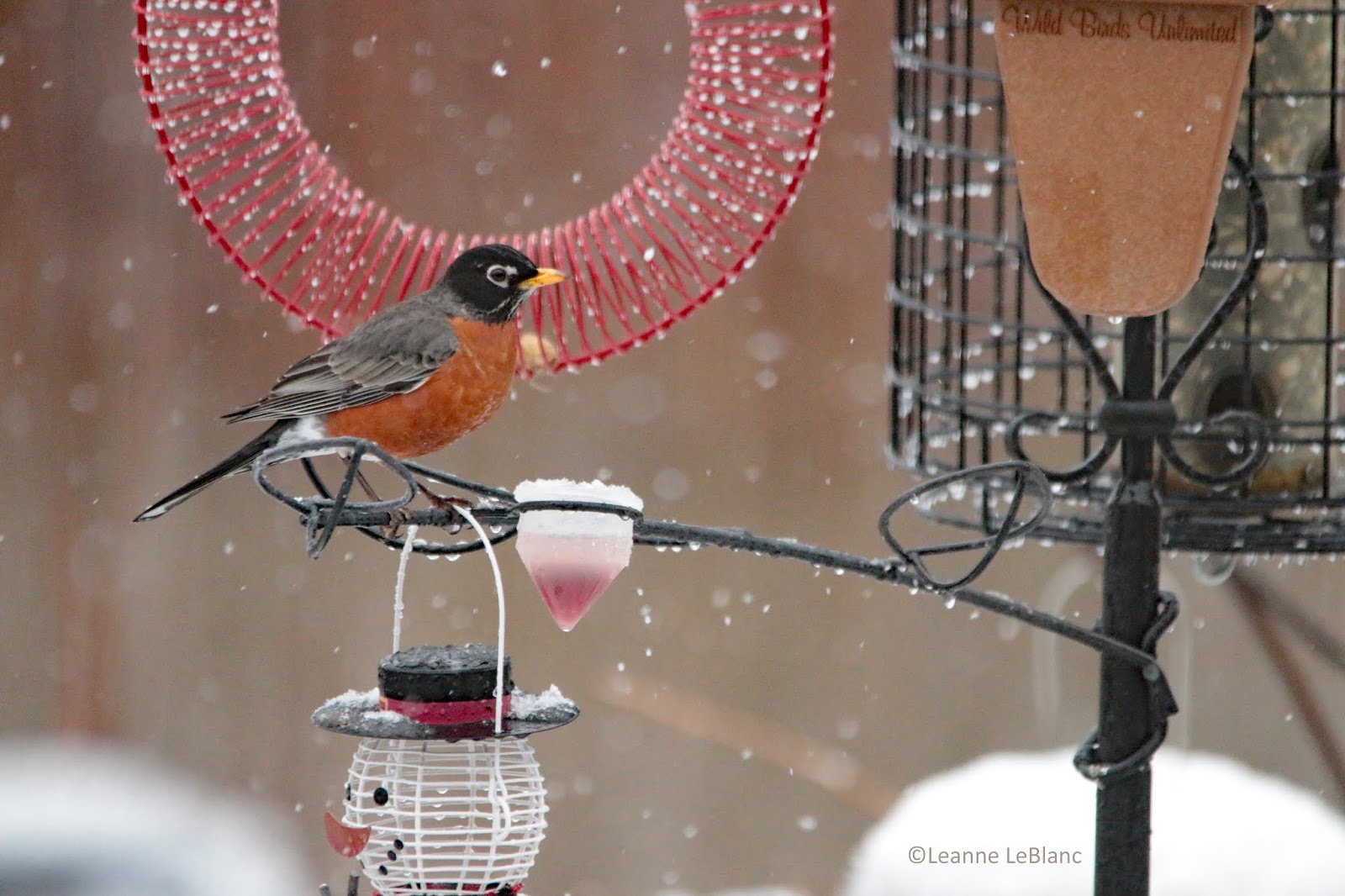 Winter Robins Why They Stay & How to Help Them Nature Notes Blog