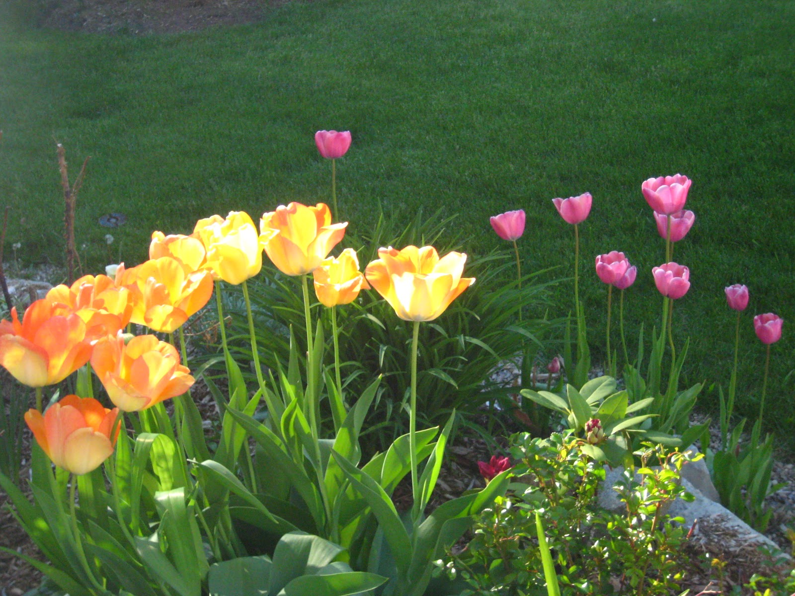 Little Toast: Flower Garden II