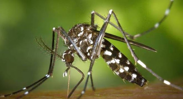 Casos de chikungunya aumentam 540% na Bahia
