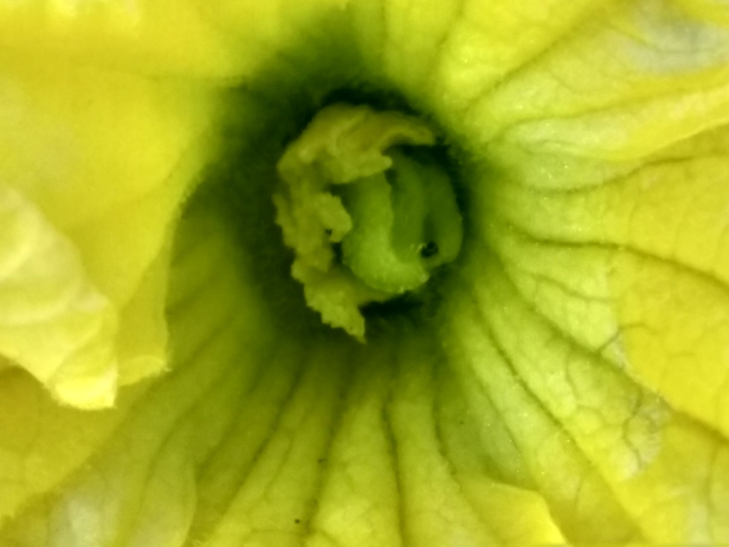 The Scientific Gardener Of hermaphrodite and other strange flowers of