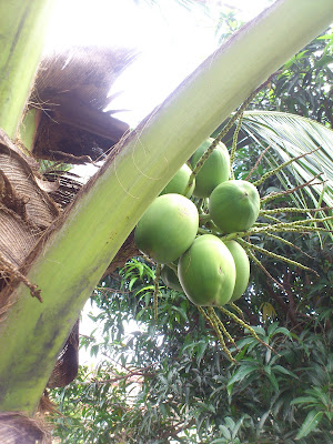 椰子树Coconut Tree 