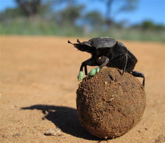 Nature SIghtseeing Why Do Dung Beetles Dance On Balls Of Poop To Keep 