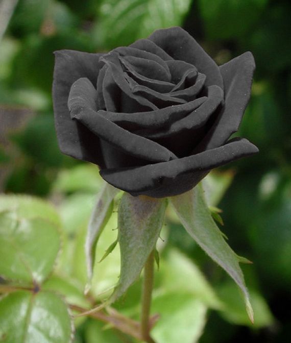 black rose of turkey - Tourism Travel Turkey