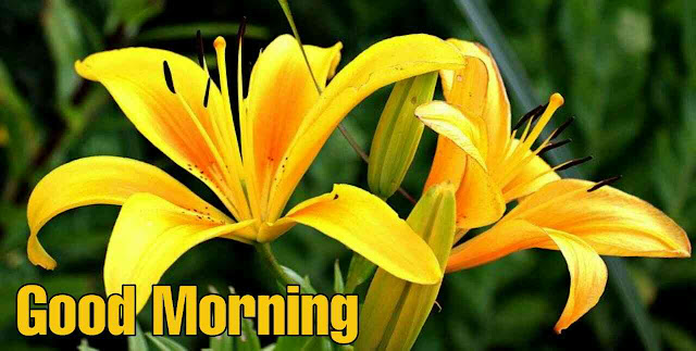 Good morning images with flowers