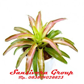 ANEKA BROMELIA BROMELIA-BICOLLOUR