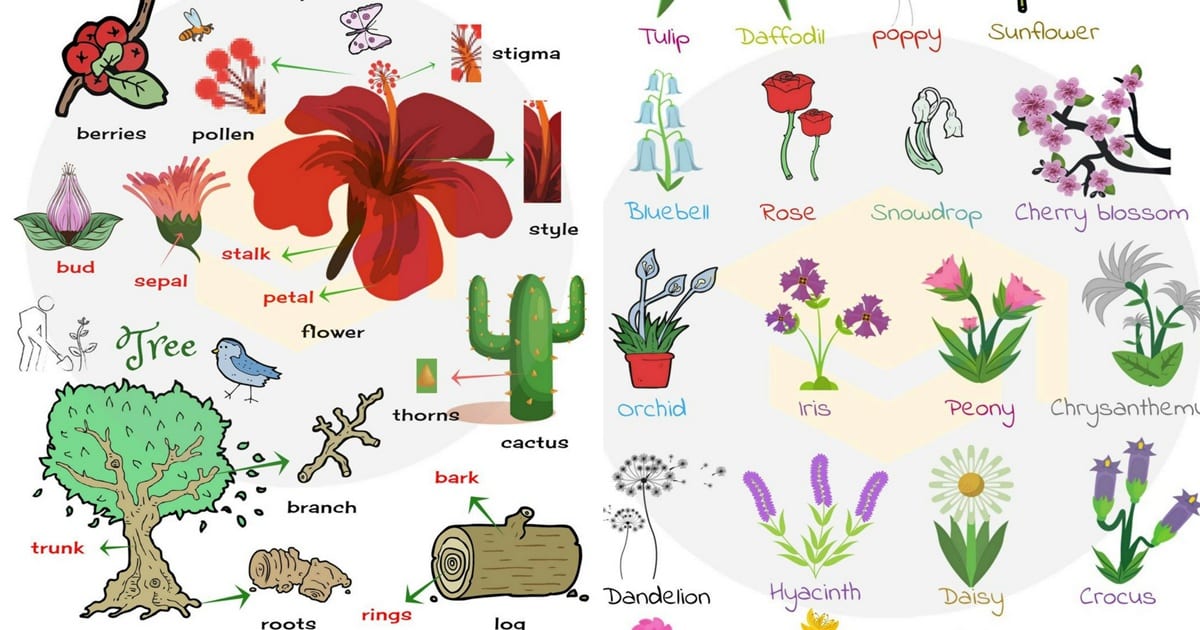 Plants kinds. Цветы на английском языке. Растения цветы на английском. Растения на английском для детей. Цветы названия на английском.