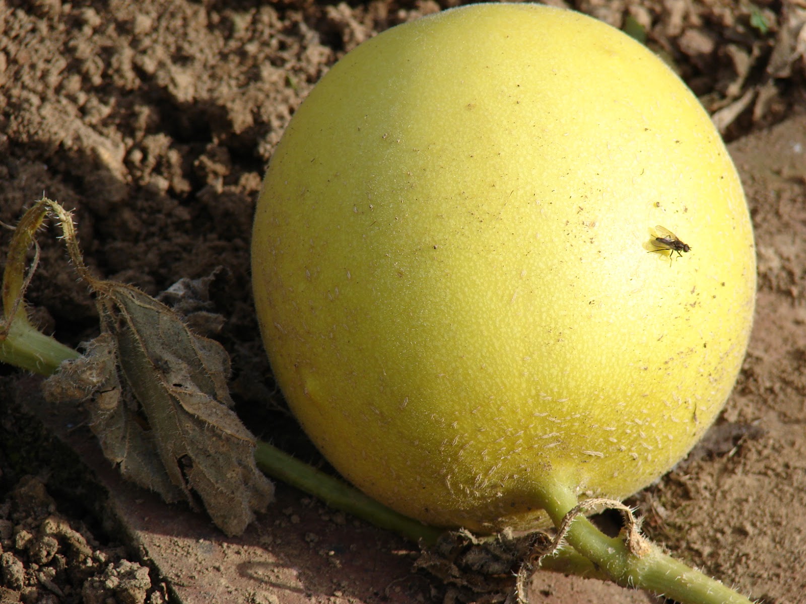 Jardin à quatre mains Melon galia