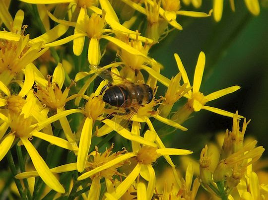 Omieg górski (Doronicum austriacum Jacq.) i pracujący na nim owad. Omieg górski (Doronicum austriacum Jacq.) i pracujący na nim owad.