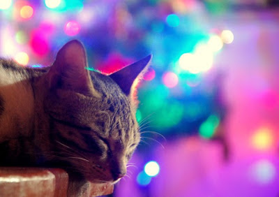 Girl Travel Factor: Merry Christmas from Cat