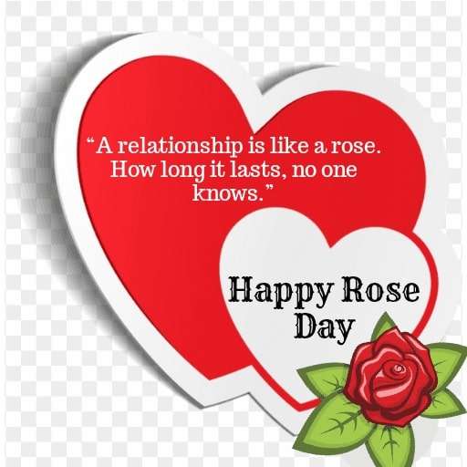 best 50 happy rose day images pics quotes for free happy rose day images pics quotes for