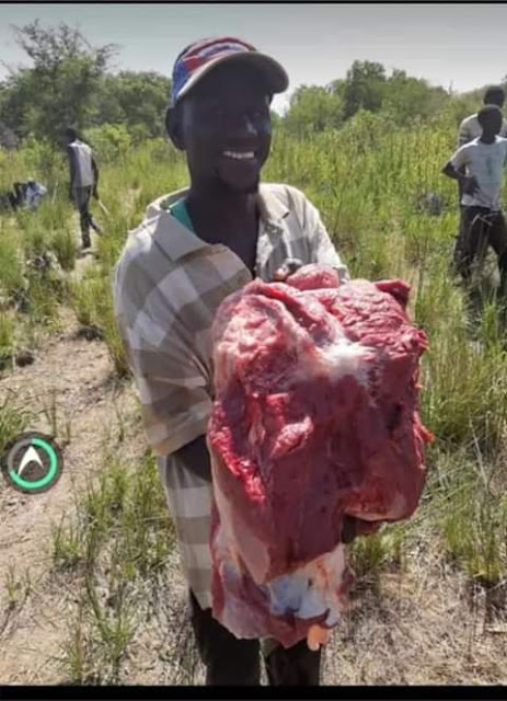  "Human right before animal right"- Gambian man declares as he and friends heartily enjoy meat of Hippopotamus killed in their village