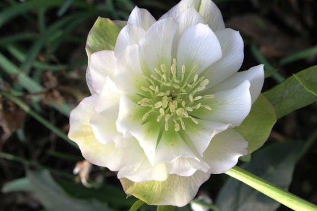 A white form of the Washfield Double hellebores