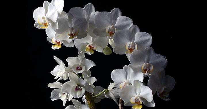 Orquídeas no Apê: Orquídea Branca